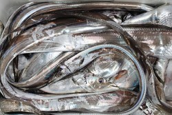 松本釣船２ 釣果