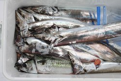 松本釣船２ 釣果