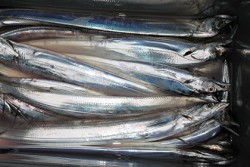 松本釣船２ 釣果