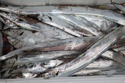 松本釣船２ 釣果