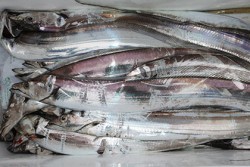 松本釣船２ 釣果