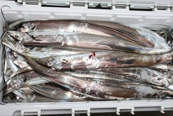 松本釣船２ 釣果