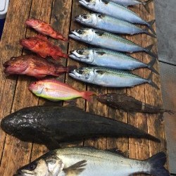 ゲームフィッシング バレントン 釣果