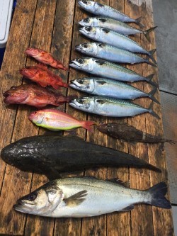 ゲームフィッシング バレントン 釣果