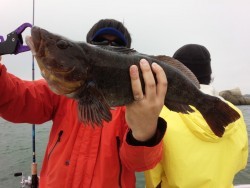 MATSUSHIMA SEANET 釣果