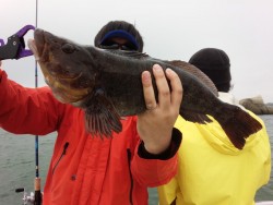 MATSUSHIMA SEANET 釣果