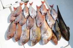 Marine T Design　マリンティーデザイン 釣果