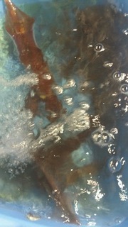 ディープ オーシャン 釣果