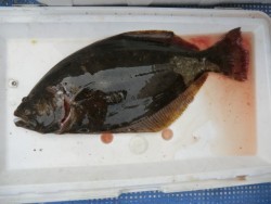 ＢＩＧ－ＯＮＥ 釣果