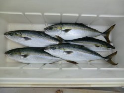 ＢＩＧ－ＯＮＥ 釣果