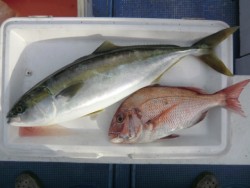 ＢＩＧ－ＯＮＥ 釣果