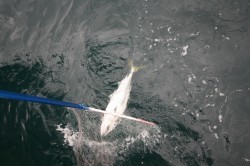 オーシャンズ 釣果