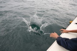 オーシャンズ 釣果