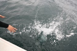 オーシャンズ 釣果