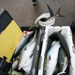 オーシャンズ 釣果