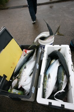 オーシャンズ 釣果