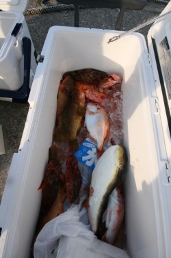 オーシャンズ 釣果