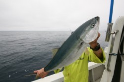 オーシャンズ 釣果
