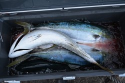 ハピネスⅡ 釣果