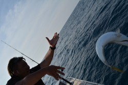 ハピネスⅡ 釣果