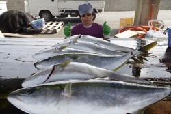 ハピネスⅡ 釣果