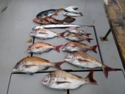 Fishing guide かわい 釣果