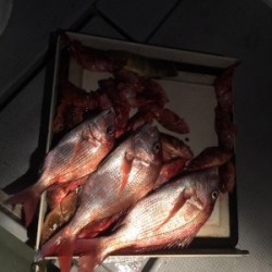 LUZ PLAYA　ルスプラージャ 釣果