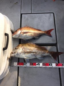 LUZ PLAYA　ルスプラージャ 釣果