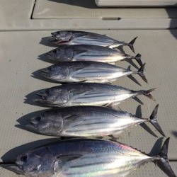 オーシャンキッズ 釣果