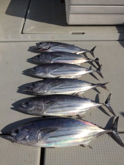 オーシャンキッズ 釣果