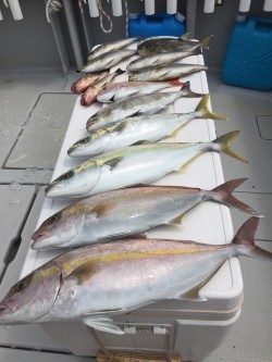 オーシャンキッズ 釣果