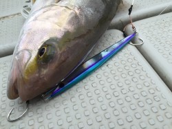 オーシャンキッズ 釣果