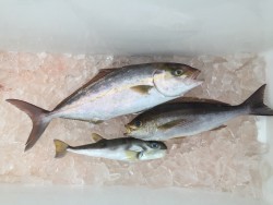 オーシャンキッズ 釣果