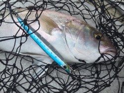 オーシャンキッズ 釣果