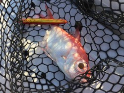 オーシャンキッズ 釣果