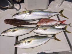 オーシャンキッズ 釣果