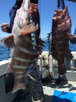 オーシャンキッズ 釣果