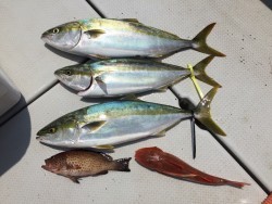オーシャンキッズ 釣果