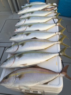 オーシャンキッズ 釣果