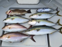 オーシャンキッズ 釣果