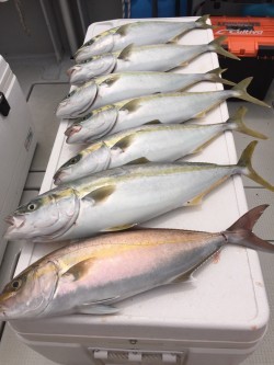 オーシャンキッズ 釣果