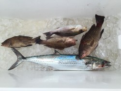 オーシャンキッズ 釣果