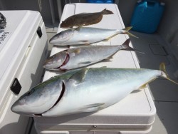 オーシャンキッズ 釣果