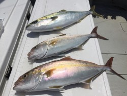 オーシャンキッズ 釣果