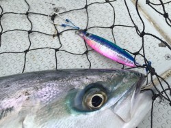 オーシャンキッズ 釣果