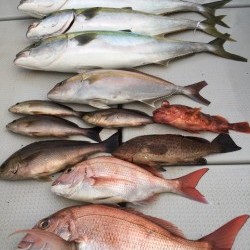 オーシャンキッズ 釣果