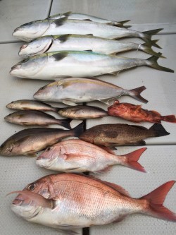 オーシャンキッズ 釣果