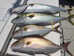 オーシャンキッズ 釣果