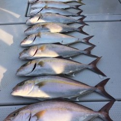 オーシャンキッズ 釣果