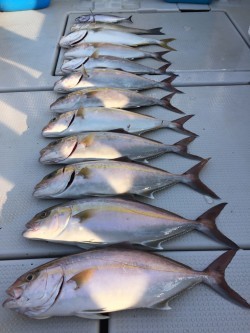 オーシャンキッズ 釣果